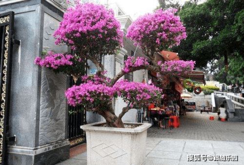 立秋三角梅枝条能剪呵视频,怎样修剪可以让三角梅不断开花