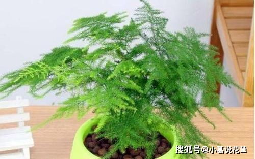 文竹怎么插仟,打造家居绿意盎然的清新空间