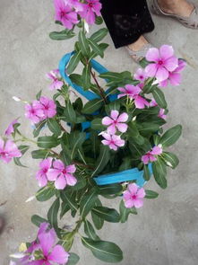 哪些花属于时钟花,探寻时间与花卉的奇妙交融