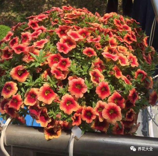 大花腊月季盆我怎么养好看,阳光下的美丽舞者