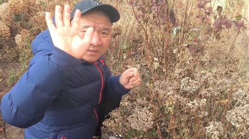 无尽夏开花后如何修剪,无尽夏开花后修剪技巧解析