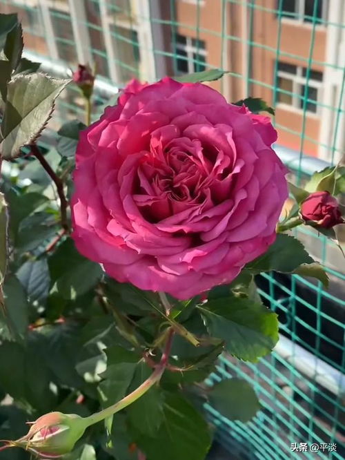 月季花是什么颜色,绽放多彩画卷