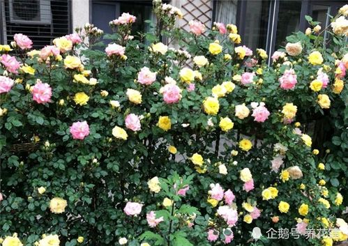 四川藤本月季过冬吗怎么养,藤本月季过冬,你准备好了吗?