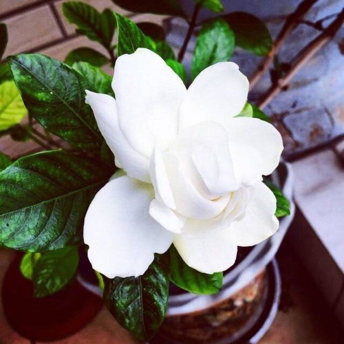 栀子花怎么过冬, 温暖的家，栀子花的避风港