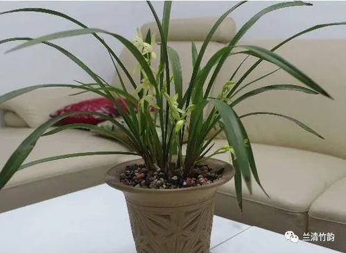 白鹤芋多久浇一次水,四季浇水量与频率解析
