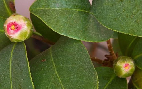 茶花花苞多久开放一次,多久绽放一次？