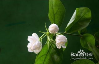 夏天开的花有什么,夏季花卉盛开的美丽画卷