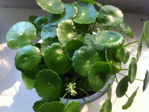 铜钱草如何养的又大又绿,轻松养出翠绿肥大植株