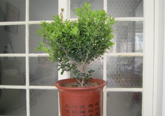 米兰怎么施肥,科学施肥，花开四季