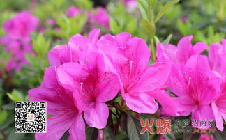 杜鹃花怎么浇水,掌握浇水技巧，让花朵绽放如画