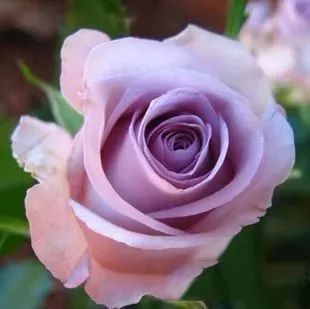 钱串子花为什么长的细高,探究钱串子花细高形态的奥秘