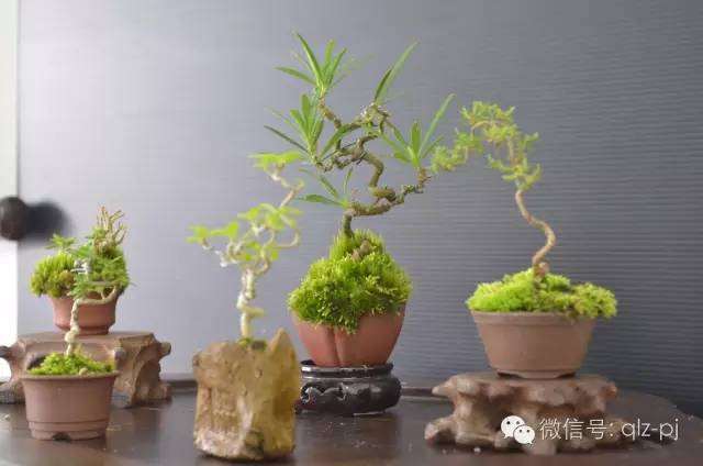 盆景为什么要嫁接,嫁接技艺的传承与创新