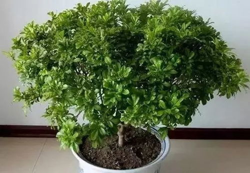 米兰盆栽怎么种植方法,轻松打造家居绿意盎然