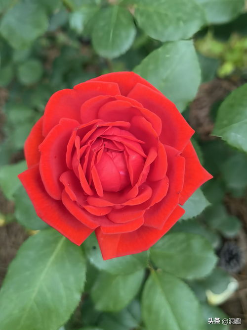 月季花在什么季,春华秋实,四季绽放的美丽使者