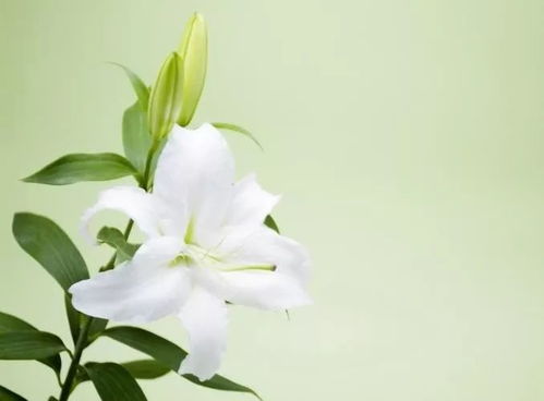 百合徒长怎么办,轻松应对植物生长难题