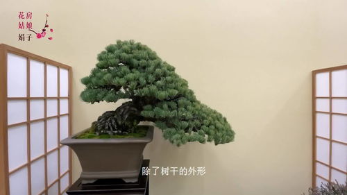 什么树桩适合做盆景
