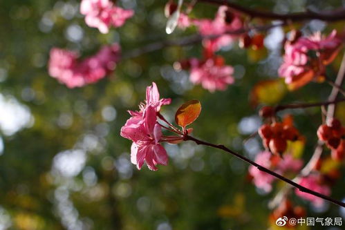 海棠花是什么季节开的,海棠花绽放的季节