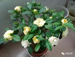 桅子花怎么烧,探索其独特燃烧特性与美丽瞬间