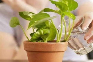 养花用什么水,揭秘植物生长的最佳水源选择