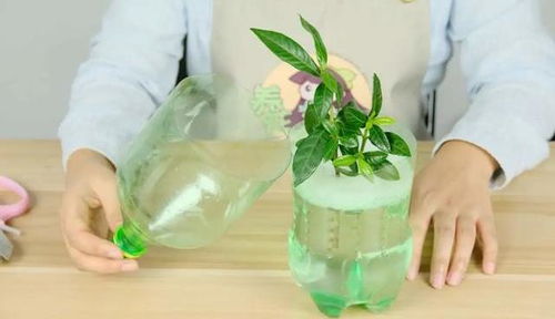 花的营养液如何配制,自制与选购营养液的全面指南