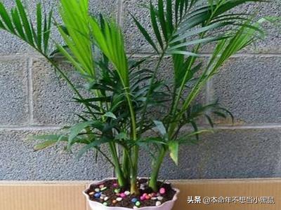 散尾葵怎么养,打造家居绿意盎然