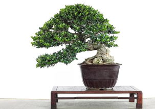 种植盆景前景如何,绿色财富的培育与市场前景展望