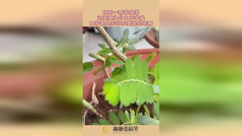 害羞草为什么会害羞,揭秘含羞草“害羞”背后的进化智慧