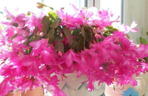冬天有的花有哪些,冬季花卉品种大盘点