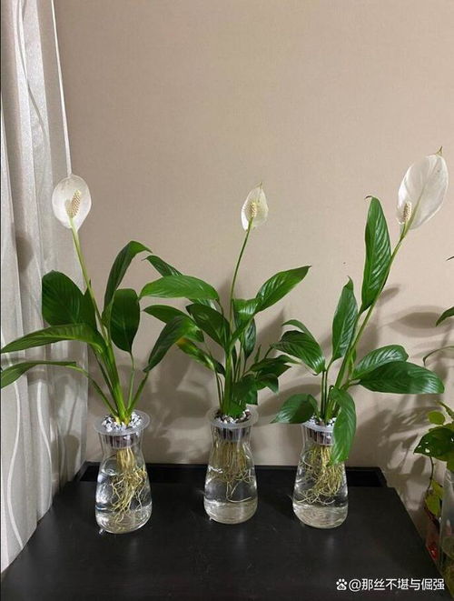 水养白掌怎么养,从生根到开花，全方位养护技巧解析