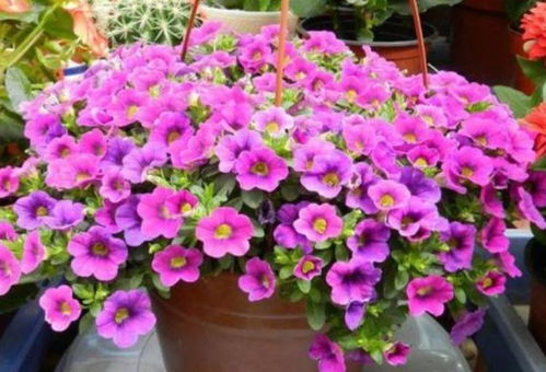 花期长的花卉有哪些,花期长盛不衰的花卉品种大盘点