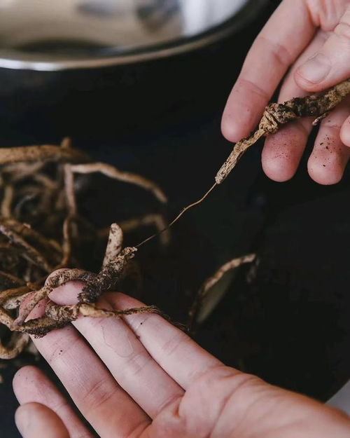 花根泡在水里多久会烂掉,探究花根泡水时长与腐烂关系的实验研究