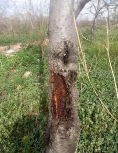 怎么能让树烂掉,揭秘导致树木腐烂的五大原因”