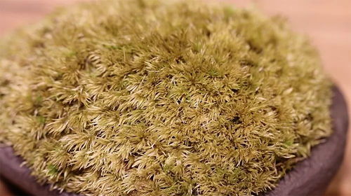 苔藓怎么养殖,打造自然绿意家居的艺术