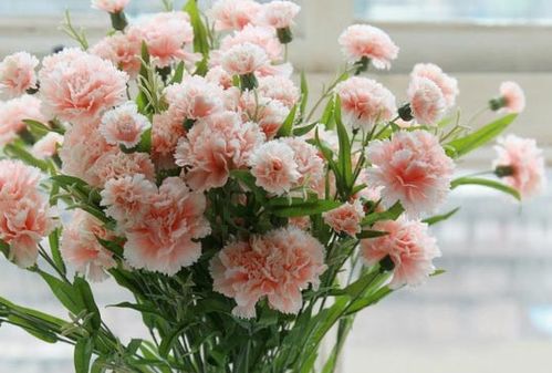 康乃馨三月份措种什么时候能开花,夏季绽放温馨之花”