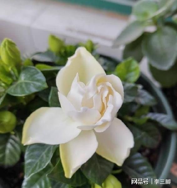栀子花怎么过冬, 温暖的家，栀子花的避风港