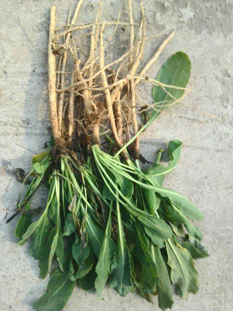 牛角棵是什么植物,牛角棵的奥秘与价值