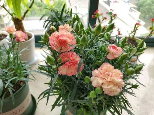 康乃馨花怎么养殖方法,从土壤到养护细节，助您养出美丽花朵