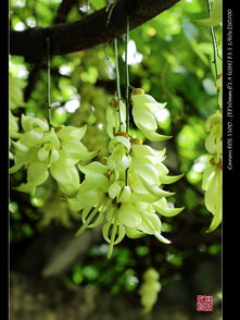 雀禾花怎么那么臭,探寻雀禾花香背后的神秘臭味之谜