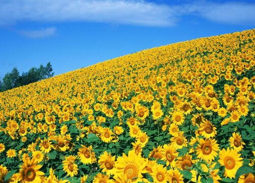 向日葵什么季节开花,向日葵的季节之歌