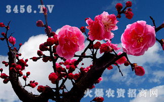 梅花花后如何修剪,梅花花后修剪技巧解析
