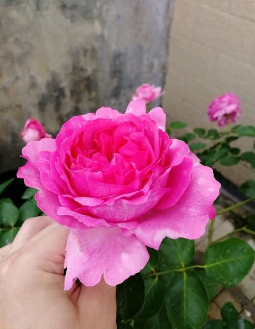 桃子海莫月季浓香吗怎么养