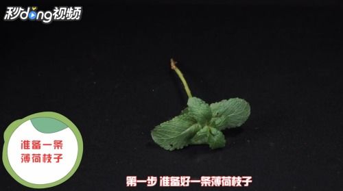 薄荷怎么扦插,轻松掌握薄荷快速繁殖技巧