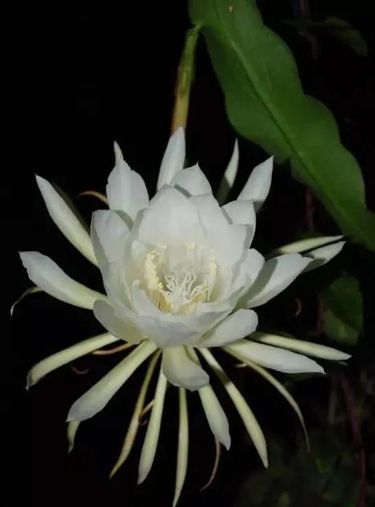 昙花一现是什么花,神秘夜晚绽放的美丽奇花