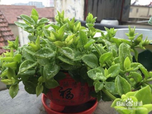 牡丹吊兰如何过冬,温暖过冬，生机盎然