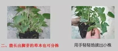 怎么种植花草教程图片视频,自制花卉营养土最简单的方法