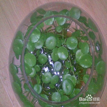 水养怎么转土养,植物生长的华丽蜕变之旅