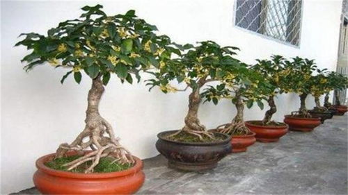 盆栽桂花怎么施肥,科学养护,花开满园
