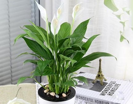 盆栽植物什么好养活,好养活的选择指南