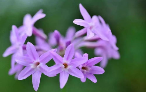 毛茛花怎么繁殖,从种子到繁花似锦