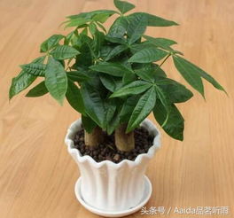 发财树怎么养殖方法,从选盆到养护的全方位指南
